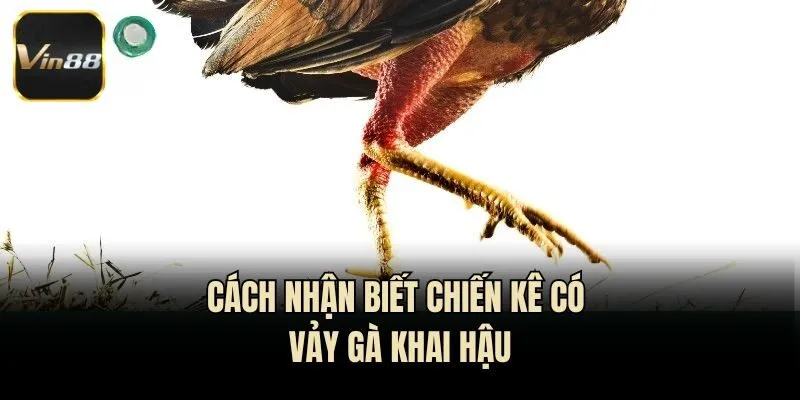 Cách nhận biết chiến kê có vảy gà khai hậu