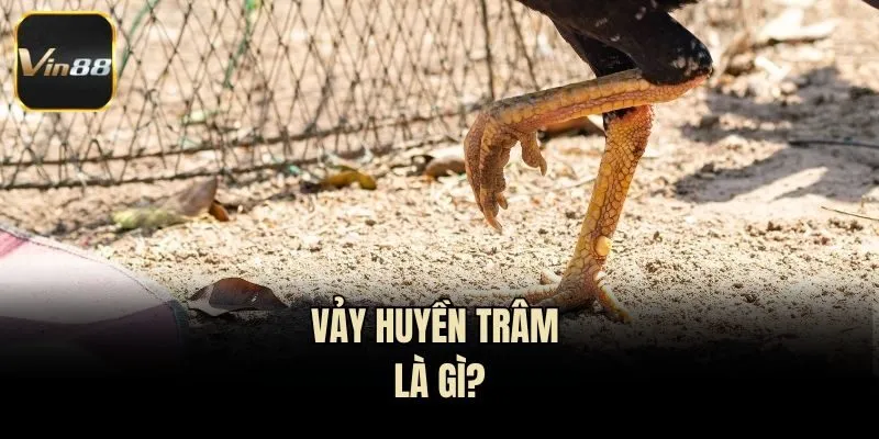 Vảy huyền trâm là gì?